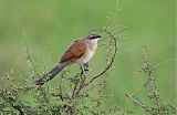 White-browed Coucal